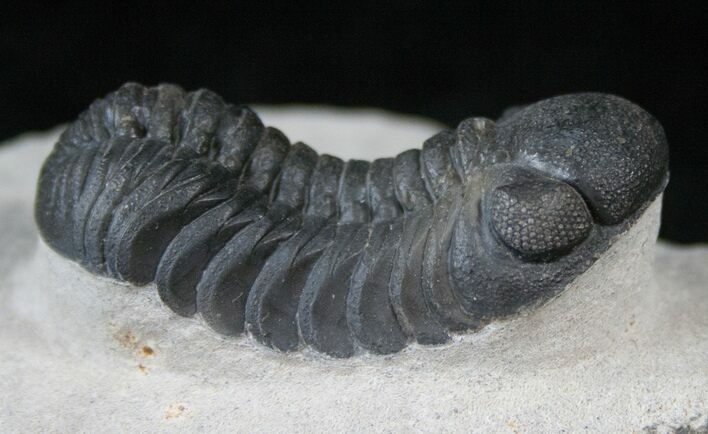 Austerops (Phacops) Trilobite - Very Detailed #13889